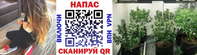 Каннабис сатива Первоуральск